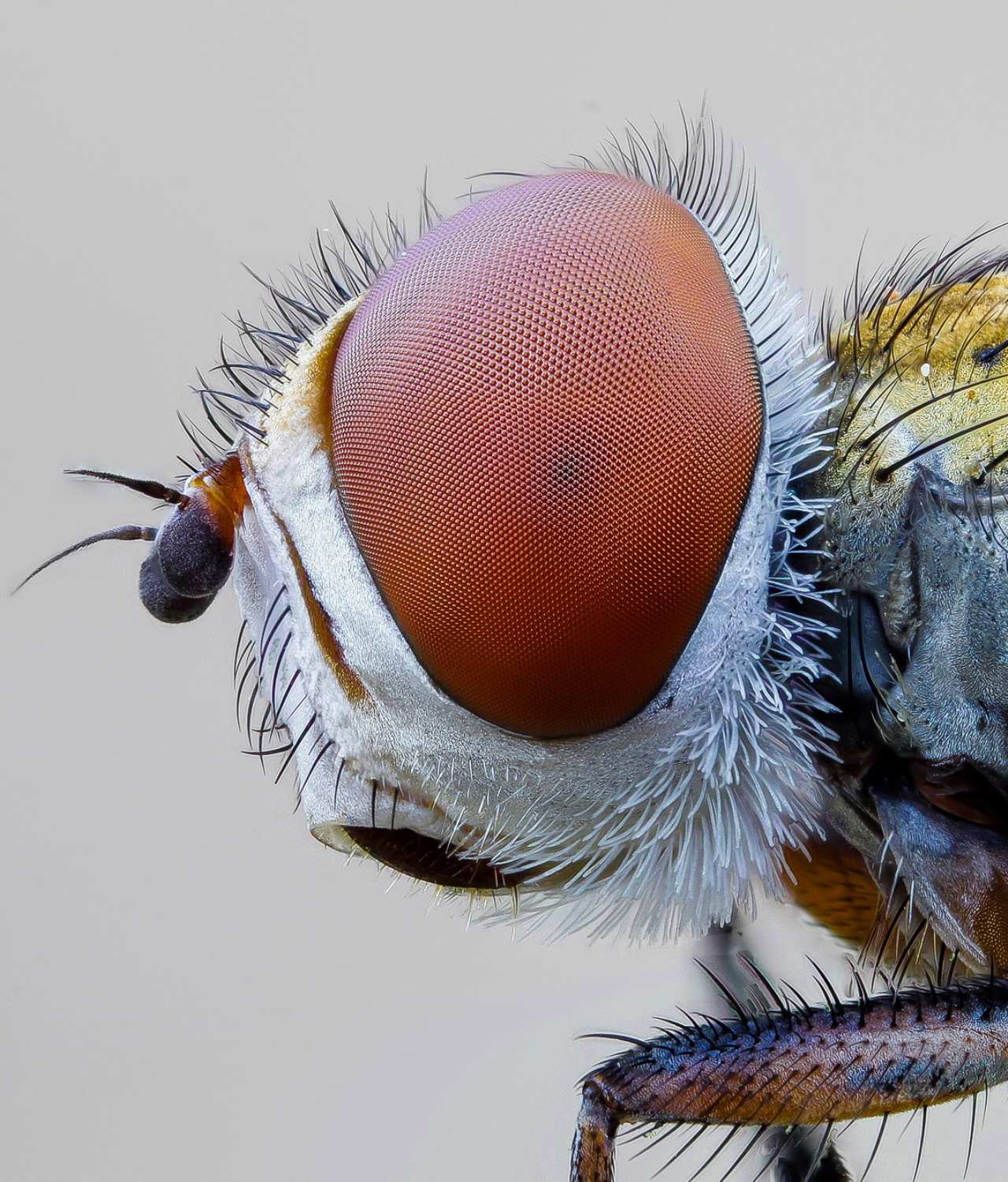 Tachinidae: Ectophasia cfr. crassipennis, femmina